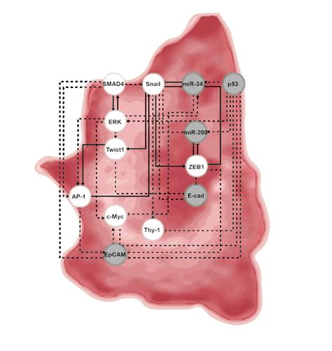 Kaist 시스템생물학 응용한 폐암 치료 원천기술 개발 네이트 뉴스