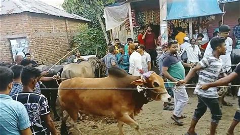 বাংলাদেশের সবচেয়ে বড় গরু ঈদ ধামাকা গরুর কালেকশন ২০২৩new Bangla