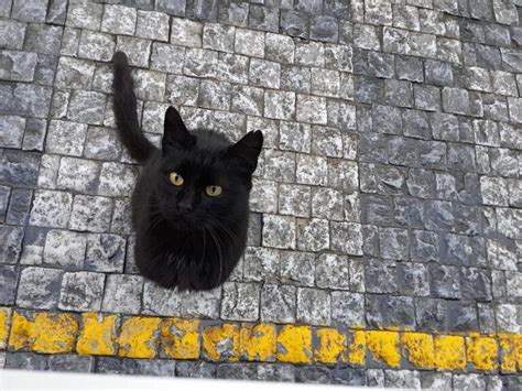 Qu Simboliza Ver Un Gato Negro En La Calle