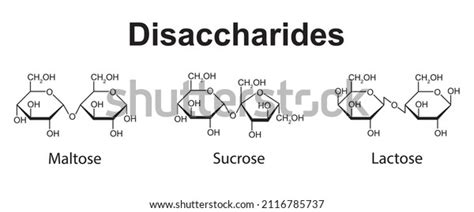 Chemical Illustration Disaccharides Maltose Sucrose Lactose Stock