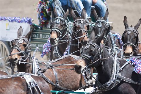 The Cal Crush Clydesdales One More Breathtaking Reason To Get Excited