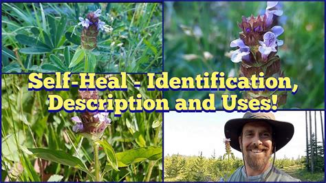 Self Heal AKA Heal All Identification And Description YouTube