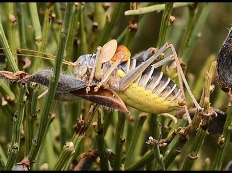 Stal S Saddle Bush Cricket Lluciapomaresius Stalii Male Calling Song