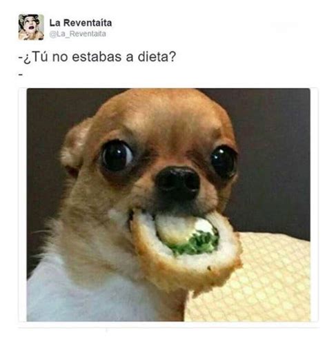 28 Memes de perros que te harán derramar lágrimas de risa