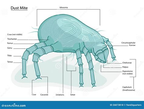 House Dust Mite