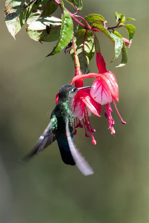 Blue Hummingbird Violet Sabrewing Flying Stock Image Image Of Central