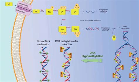 Mechanism of action of nucleosidic analogs. | Download Scientific Diagram