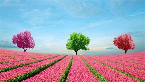 Solve Tulip Fields Jigsaw Puzzle Online With Pieces