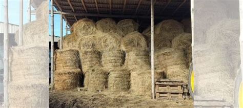 Продажа сена купить в Зеленоградске | Животные и зоотовары | Авито
