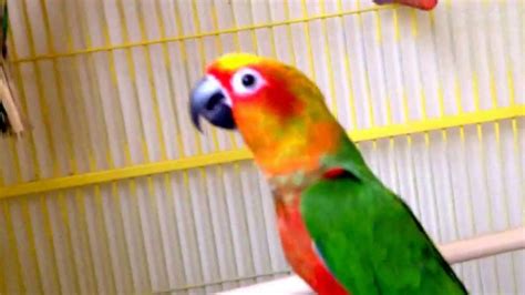 Sun Conure And Jenday Conure Youtube