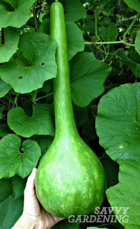 Growing gourds is fun!