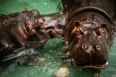 Two Hippos In Belgian Zoo Test Positive For Covid 19 Reuters