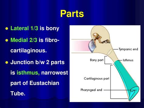 Ppt Anatomy And Physiology Of Eustachian Tube Powerpoint Presentation