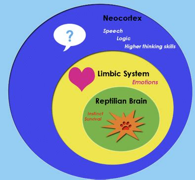 22 The Triune Brain Model | Download Scientific Diagram