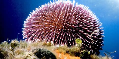 Fish and Shellfish: Sea urchins