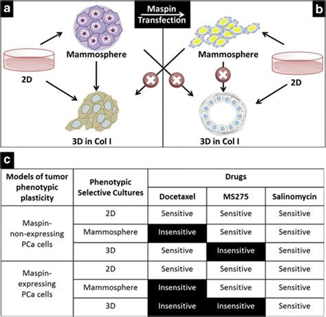 Scheme 2d3dmammosphere Recapitulates Distinct Functional States Of