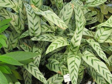 Бахема калатея – Калатея Бахема (calathea Bachemiana) — int-interior.ru