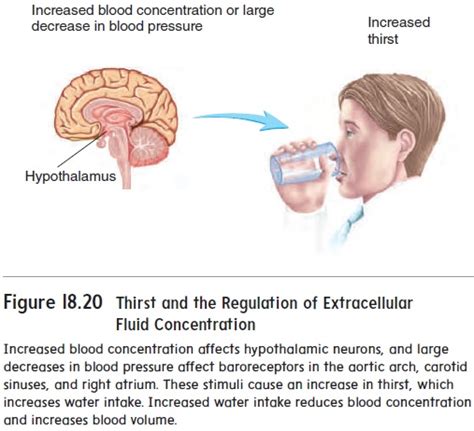 Regulation Of Extracellular Fluid Composition