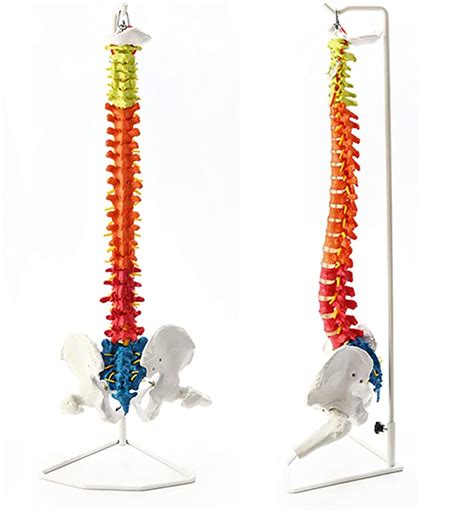 Buy Flexible Spine Model Spine Femurs Model With Stand Life