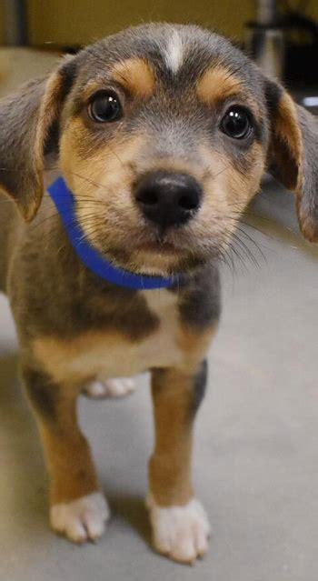 Adoption Center Volunteer Opportunities | Greenville Humane Society | Greenville, SC