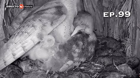 Barn Owl Nest ep 99Lechuzas en el nido DIRECTO Cámara 38 Ávila