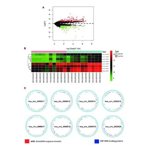 Differentially Expressed Circular Rnas Circrnas From Rpph In