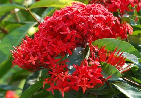 Las Plantas Con Flores Rojas Más Bonitas Jardínvip