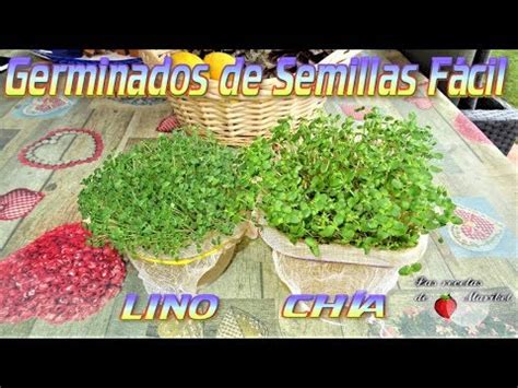 Germinados De Semillas Mucilaginosas Ch A Y Lino Aprender A Germinar