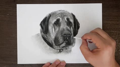 kangal çizimi aksaray malaklısı karakalem kangal köpek çizimi