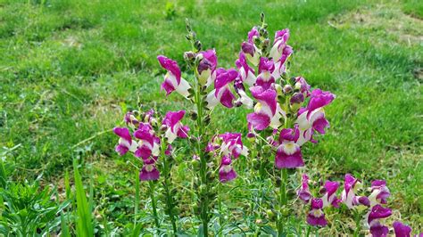 How To Grow Snapdragons Maine Garden Ideas