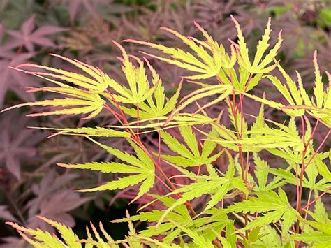 Buy Japanese Maples For Container — Mr Maple │ Buy Japanese Maple Trees