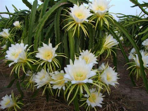 Dama Da Noite Significados Da Planta Como Cultivar E Decorar Fotos