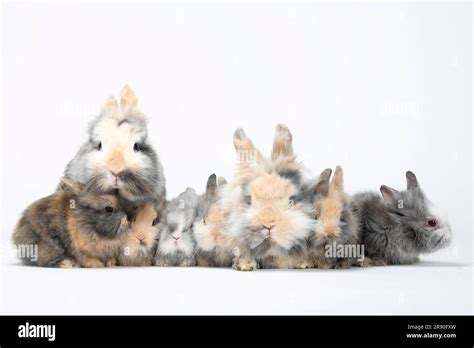 Lion's mane dwarf rabbits and kittens, lion's mane dwarf rabbits, lion's head rabbits, domestic ...