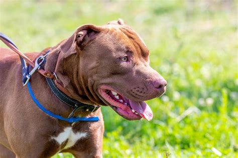 American Pit Bull Terrier Closeup Retrato De Perro Agresivo En Perfil