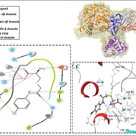 A The Tertiary Structure Of Jack Bean Urease B The D Interactions Of