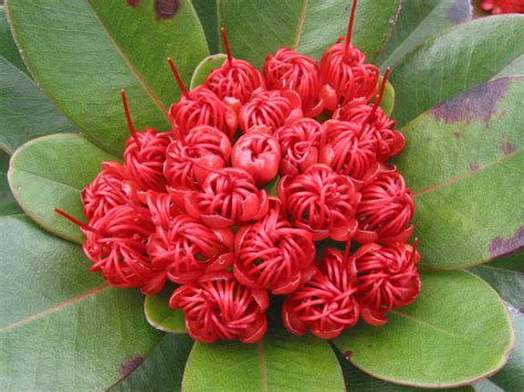 Xanthostemon Fruticosus Myrtaceae Image At Phytoimages Siu Edu