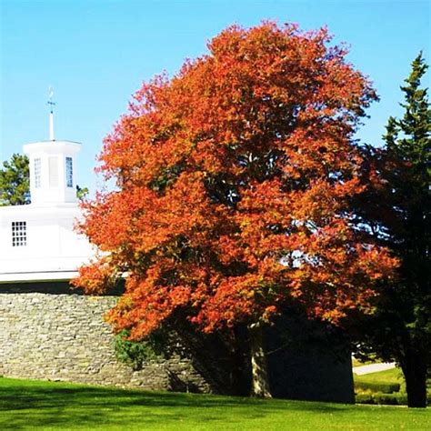 solve cape  mass jigsaw puzzle    pieces