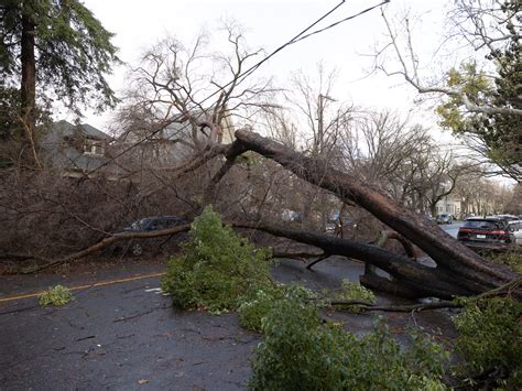 Why Did So Many Trees Fall In Sacramento What To Know About Damage To