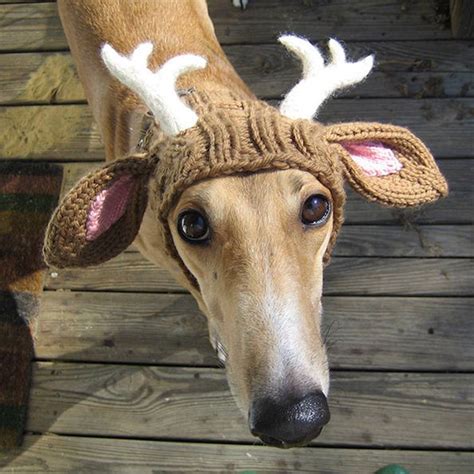 Pets wearing hand-knitted hats are gonna keep you warm - 20 Pics ...