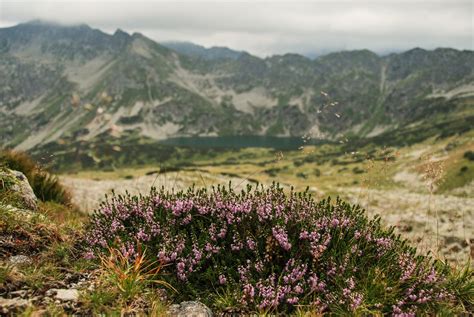 Tatra Mountains Valley Of Five Polish Lakes Tatry Doli Flickr