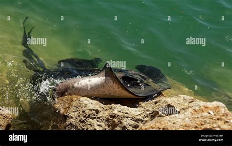 Stingray bay new zealand hi-res stock photography and images - Alamy