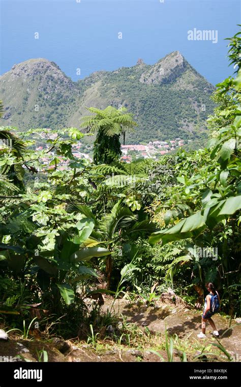 Woman climbing up Saba volcano Mt.Scenery and it's rainforest with huge green plants Stock Photo ...