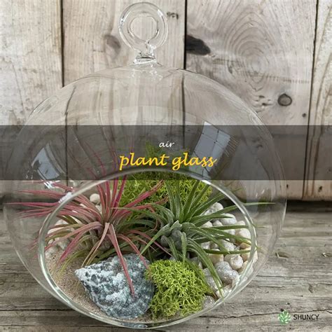 Bring Nature Into Your Home With Air Plant Glass The Perfect Decorative Solution Shuncy