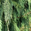 Weeping Alaska Cedar Glover Nursery