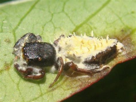 Fungus Ridden Jumping Spider Bugguide Net