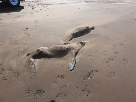 Aparecen lobos marinos muertos en playas de la región y estudian si es