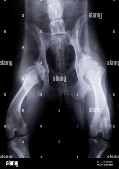 X-ray of a dog with severe hip dysplasia Stock Photo - Alamy