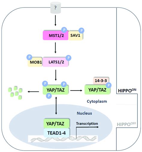 The Hippo Pathway In Mammals The Core Hippo Pathway In Mammals Is