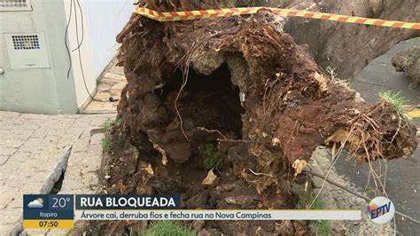 Rvore Cai Atinge Fia O E Bloqueia Rua Em Bairro De Campinas