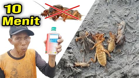 Obat Paling Ampuh Untuk Mengatasi Hama Orong Orong Tanaman Padi Youtube